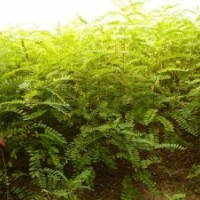 河北朝鮮槐價(jià)格 保定朝鮮槐報(bào)價(jià) 朝鮮槐基地