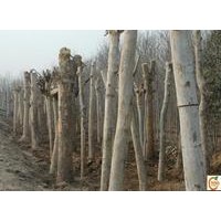 山西太原16公分國(guó)槐17公分法桐價(jià)格