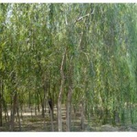 河北柳樹