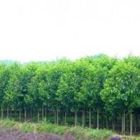 河北五角楓價格