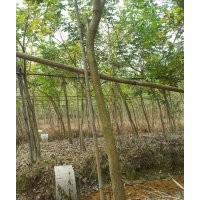 供應(yīng)米徑5-8分黃花風(fēng)鈴地苗