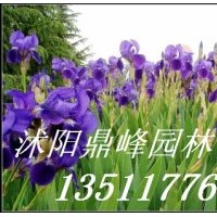 供應:鳶尾,玉簪,西湖海棠,蜀檜