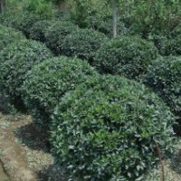 供應(yīng)大葉黃楊球