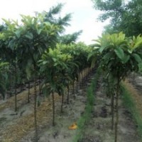 成都枇杷樹(shù)價(jià)格