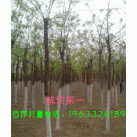 供應(yīng)金葉榆 國(guó)槐 西府海棠 法桐