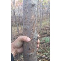 ，山桃稠李4.5~7粗2800棵，梧桐3~6粗3500棵，火炬4~9粗12000棵，