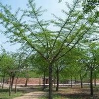 供應嫁接銀杏全冠苗，胸25公分，分枝高度1米6到1米8，上車價250