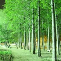 12公分水杉樹(shù)