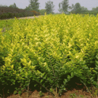 大小葉黃楊、金葉女貞、（紅葉.小葉女貞）,小葉水蠟
