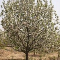 20公分八棱海棠樹