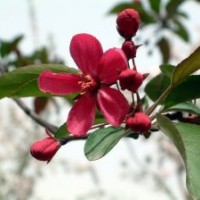 紅寶石海棠，王族海棠，鉆石海棠及接穗