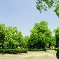 12公分全冠香樟樹 野生香樟 22公分移栽骨架香樟價格