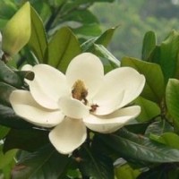 供應(yīng)實生廣玉蘭 野生廣玉蘭 全冠廣玉蘭