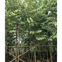 宮粉紫荊供應(yīng) 靚貨