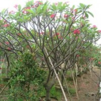 雞蛋花供應(yīng)