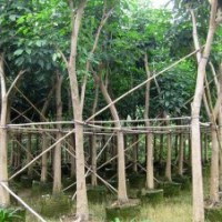 紅花風鈴木供應