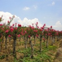 供應(yīng)紫薇、紫薇樹、紫薇價(jià)格、紫薇樹報(bào)價(jià)