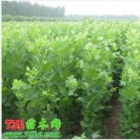 供應(yīng)：法桐1-15cm