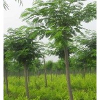 供應(yīng)1—30公分合歡、合歡樹、山合歡、裸根截干合歡