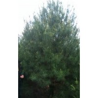 大量供應(yīng)白皮松、油松、雪松、華山松、河南檜柏