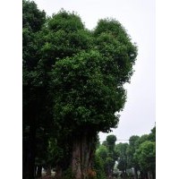 森潤(rùn)單桿香樟樹(shù) 棵棵枝繁葉茂綠樹(shù)成蔭