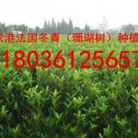 法國(guó)冬青（青珊瑚）