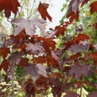 紅國王挪威槭 紅楓行情 紅楓移栽 紅楓綠化 紅楓真品 紅楓查詢