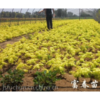 金葉水杉，金葉水杉小苗，金葉水杉嫁接苗，金葉水杉基地