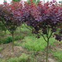 日本櫻花、花石榴、果石榴、黃櫨、 美國(guó)紅櫨、迎春、水臘