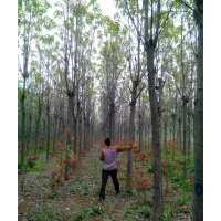 太康楸樹、青桐、速生楊基地