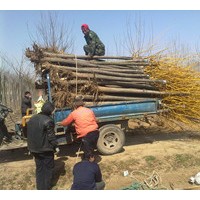 供應5-12公分黃金槐 櫻花 西府海棠 紅黃玉蘭