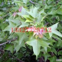 馬褂木苗木價(jià)格，馬褂木價(jià)格