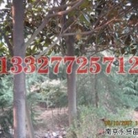 楝樹(shù)苗木價(jià)格，楝樹(shù)價(jià)格