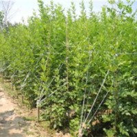 出售速生白蠟 速生國槐 直徑1-30公分白蠟 國槐