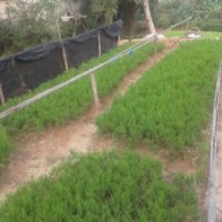 構(gòu)樹(shù)價(jià)格，蜀檜價(jià)格，重陽(yáng)木價(jià)格