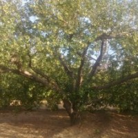 低價(jià)出售八棱海棠樹(shù)