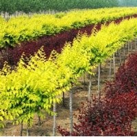 大量出售丹東快柏、塔柏、柏樹球、金葉榆、銀杏、黃金樹、梧桐等