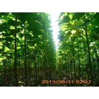 楸樹，梓樹小苗，大葉女貞，速生楊，欒樹