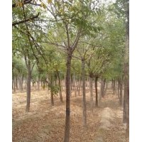 國(guó)槐種植技術(shù)