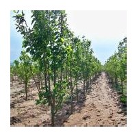 各種大小海棠樹