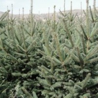 供應(yīng)大量專業(yè)供應(yīng)甘肅云杉30萬(wàn)株