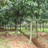 石楠價(jià)格走勢(shì)/石楠價(jià)格行情