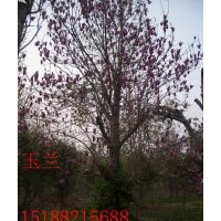 供北欒，五角楓，工杜仲，臭椿，玉蘭，黃櫨