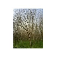 直銷烏桕價(jià)格/批發(fā)烏桕價(jià)格