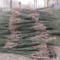 8cm國(guó)槐10cm國(guó)槐12cm國(guó)槐15cm國(guó)槐20cm國(guó)槐