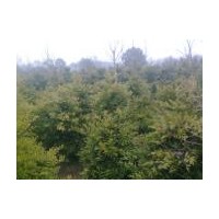 竹柏基地江西竹柏價(jià)格