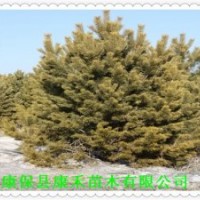 批發(fā) 2.5米精品樟子松小樹 180元/棵