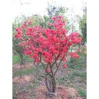 大量供應(yīng)各種規(guī)格映山紅、七葉樹、廣玉蘭 黃櫨 杜仲 連翹 映山紅