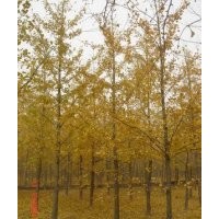 專(zhuān)供銀杏