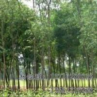 速生柳價格，供應(yīng)速生柳廠家